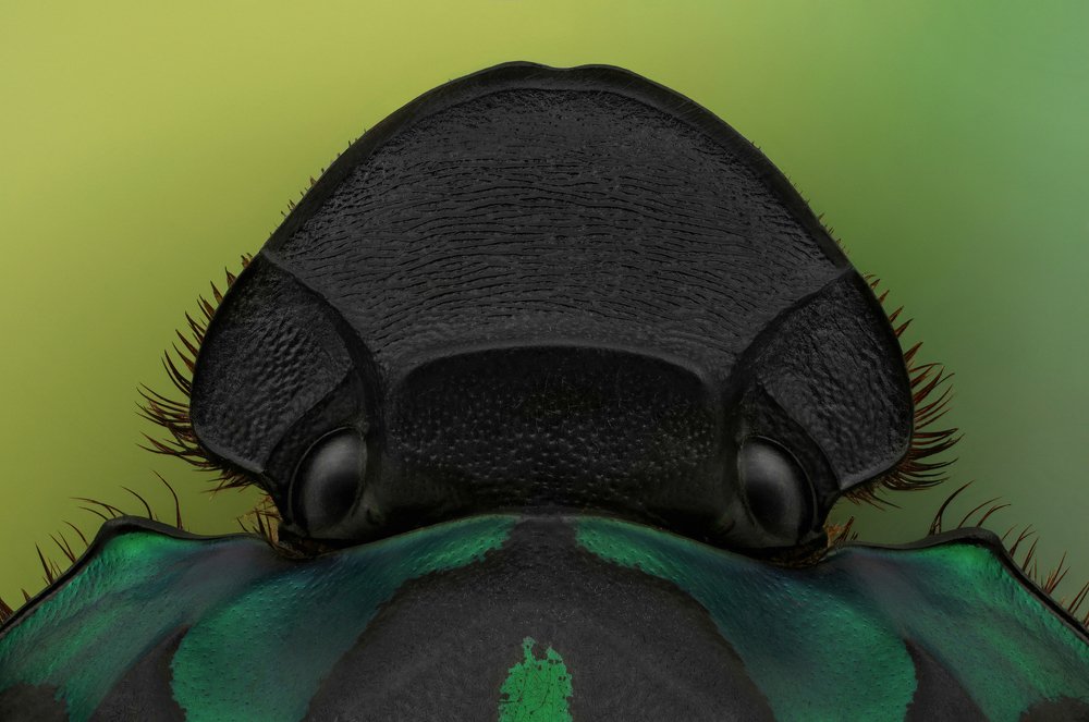 Small monsters - part -2-