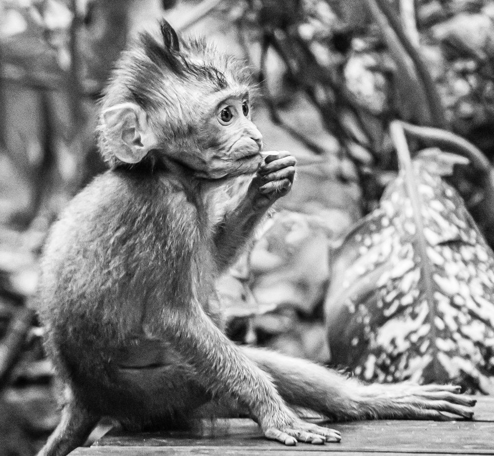 Photograph by Sharon Sabharwal