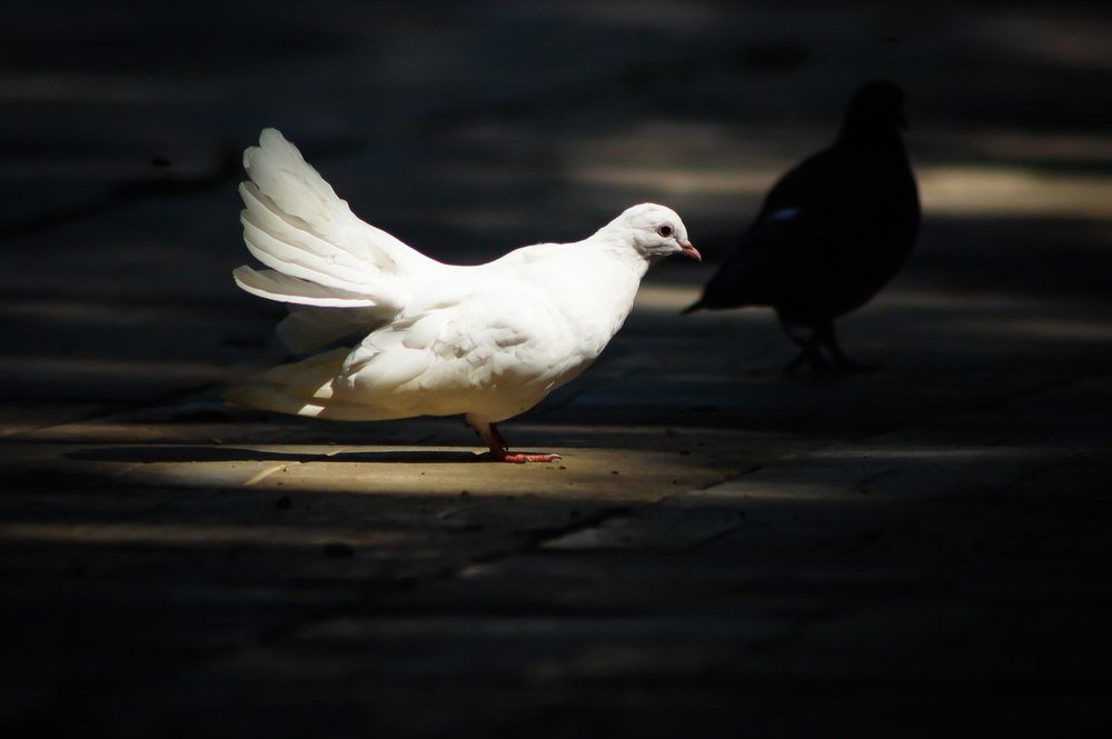 Photograph by Владимир Салапонов