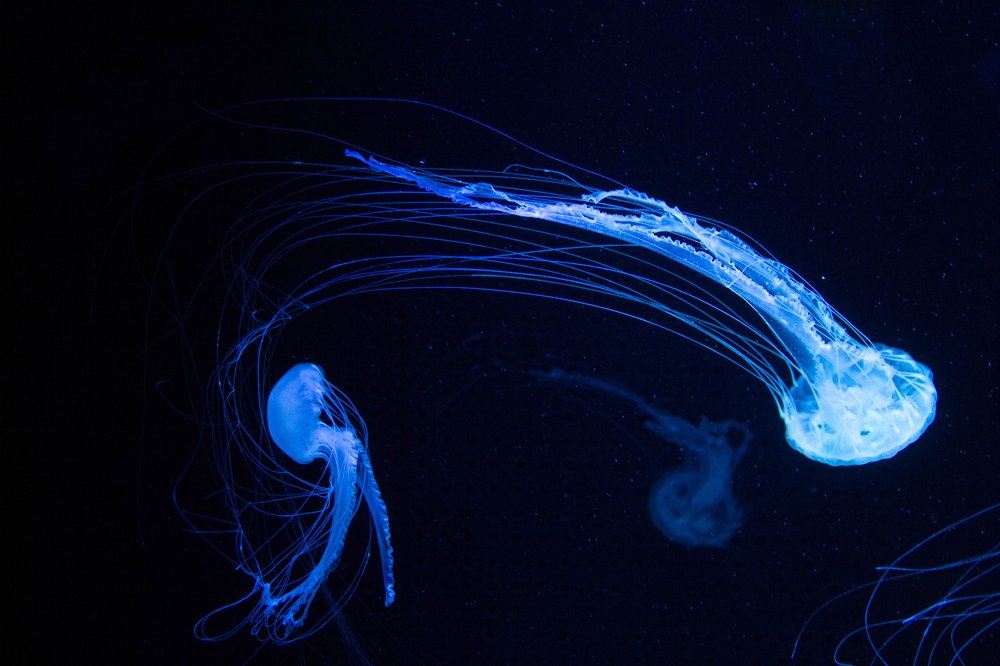 Удивительный мир медуз