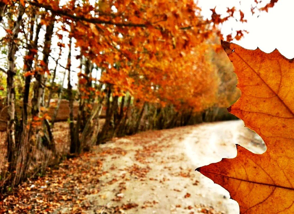 Фотография автора Mansoor Heydaryan