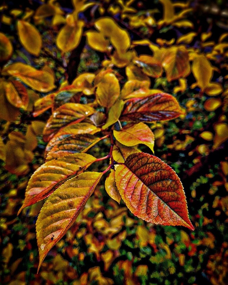 Фотография автора Mansoor Heydaryan