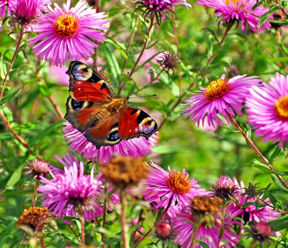 Фотография автора Антип