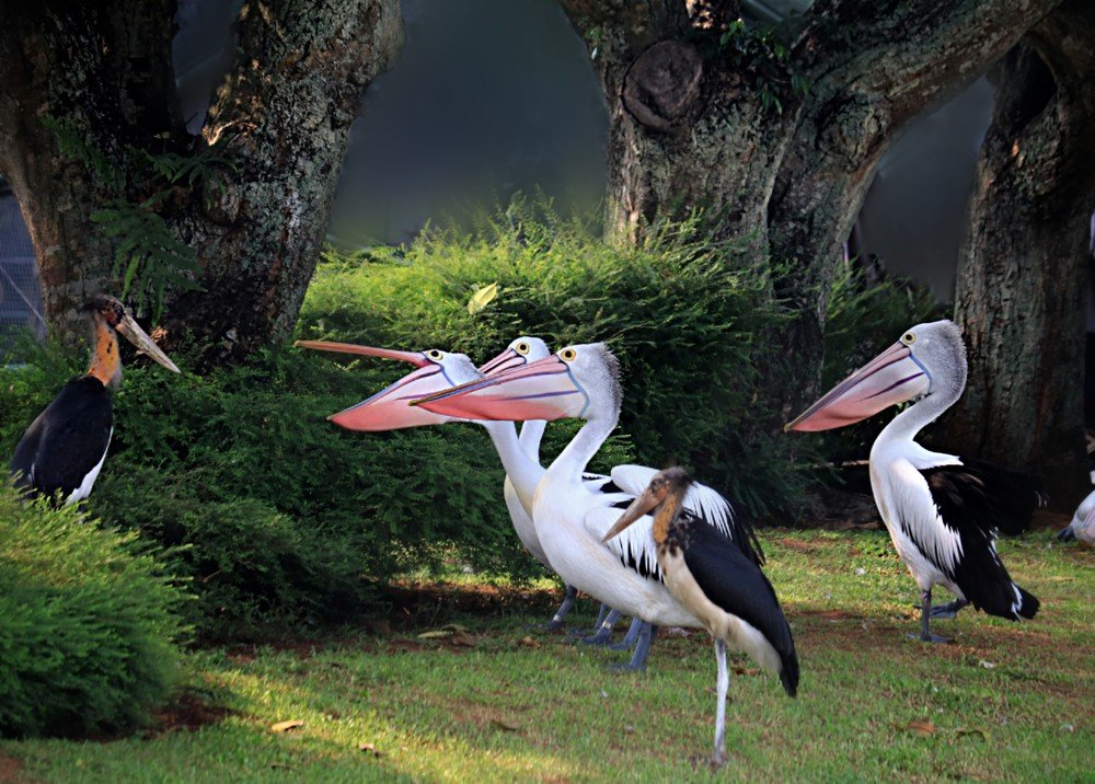 Photograph by  Edi Hidayat