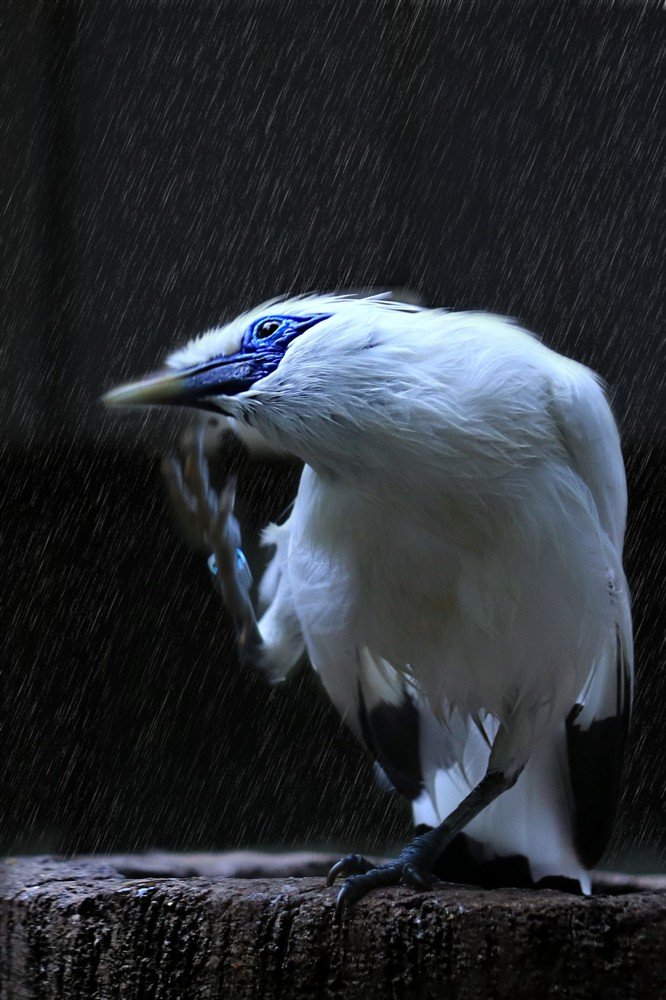 Photograph by  Edi Hidayat