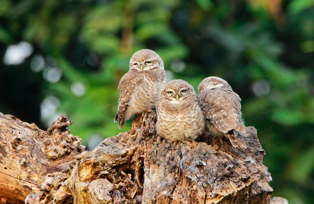The spotted owlets.