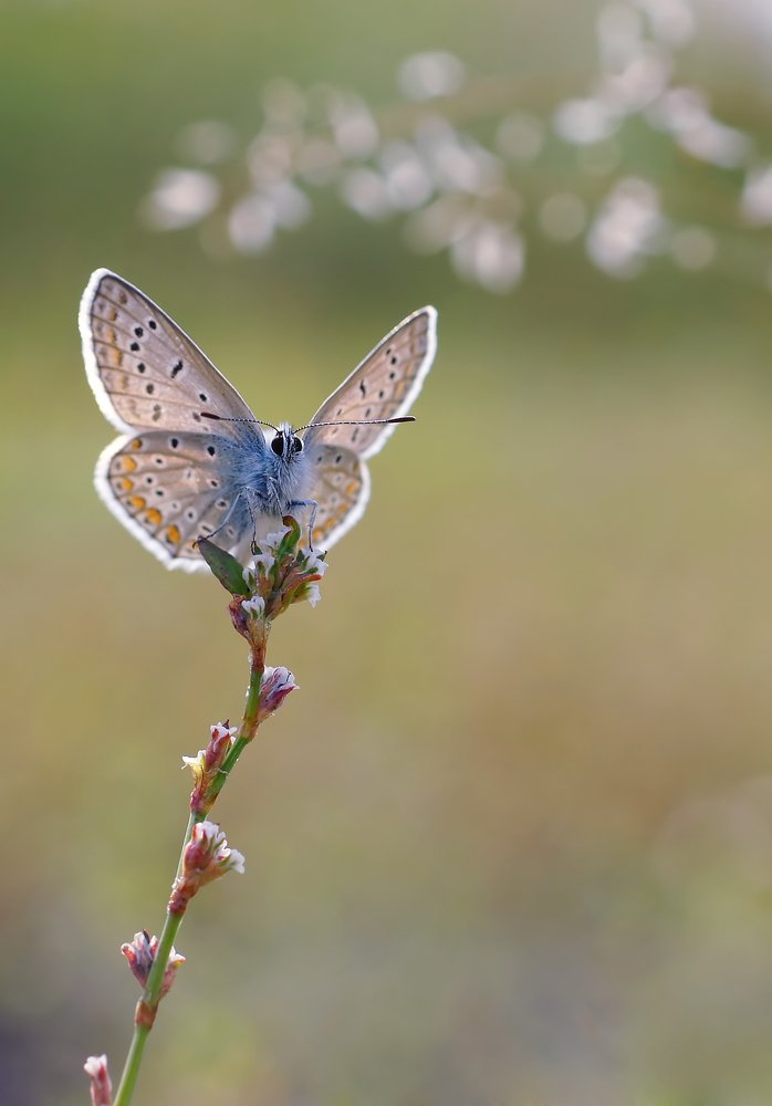 Photograph by Чепленко Алексей