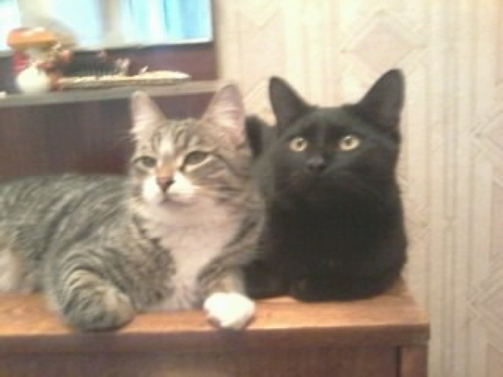 мы - братья.