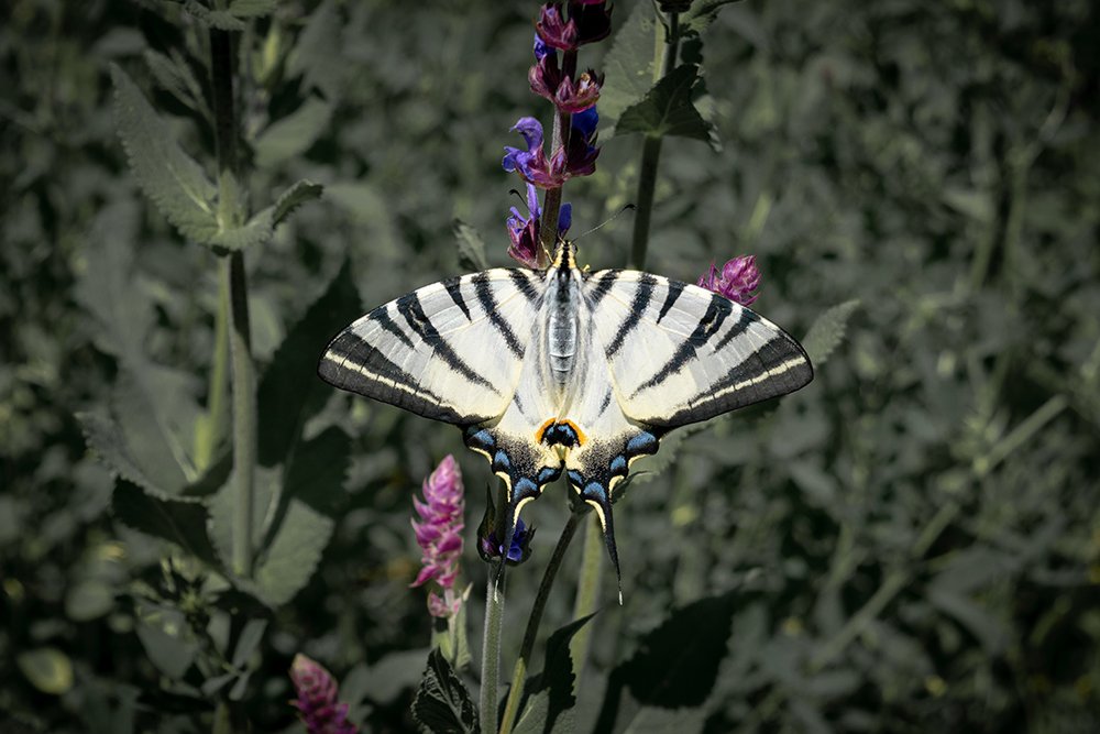 Photograph by Amir Ramezani