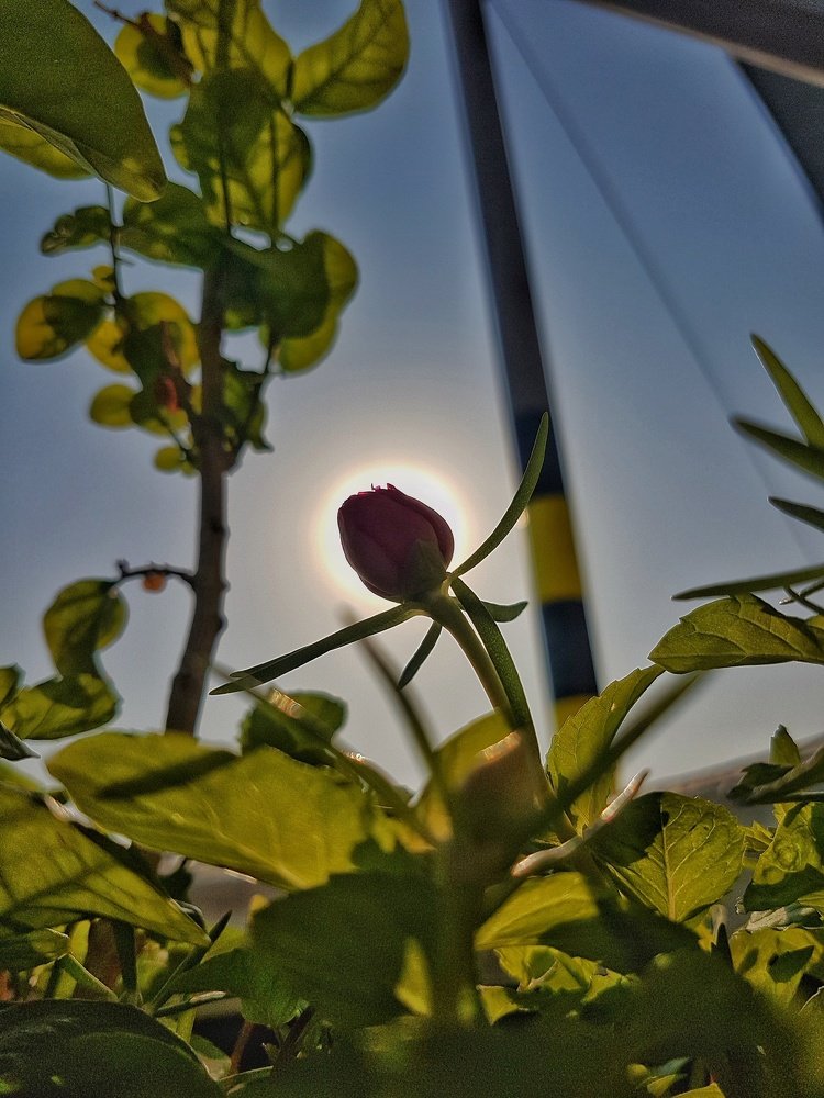 Photograph by vijay paramasivan