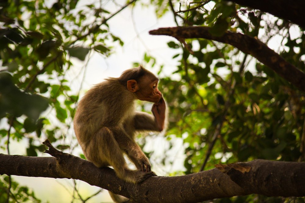 Photograph by Venki Venkatesh