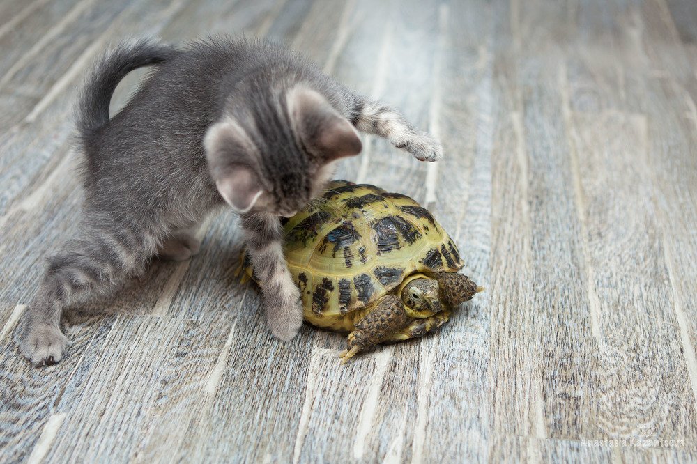 Photograph by Анастасия Казанцева