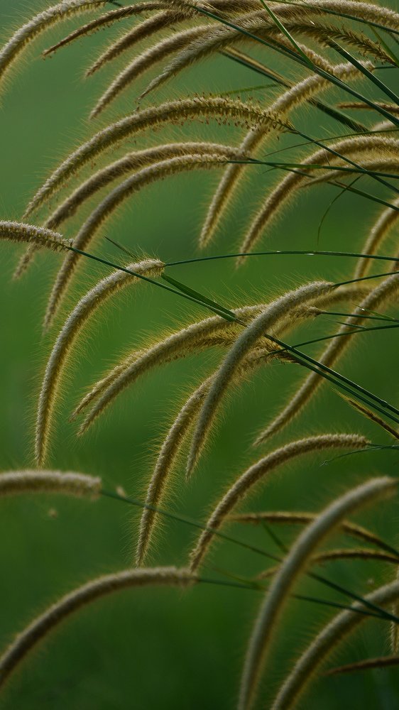 Photograph by wewegama pushpitha