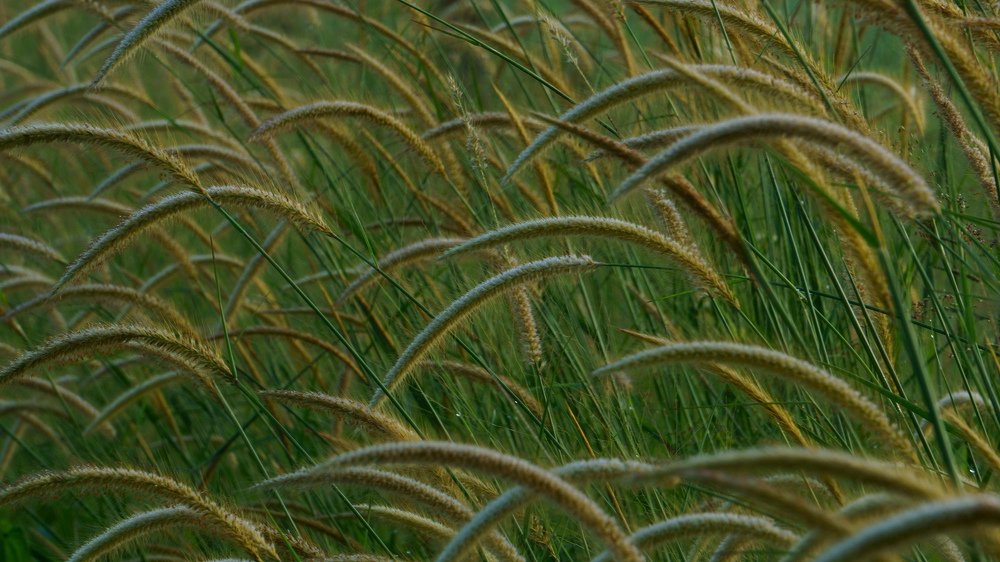 Photograph by wewegama pushpitha