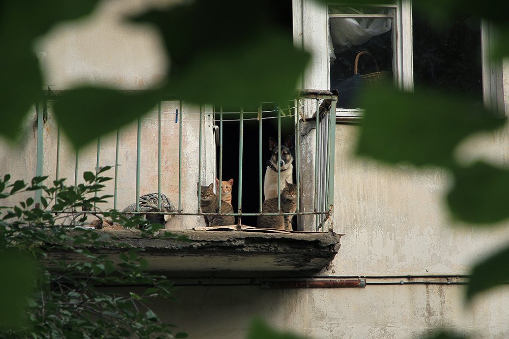 Дружная семейка.