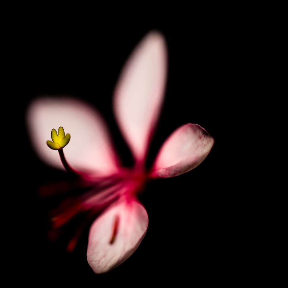 Photograph by Яна Ленчевская