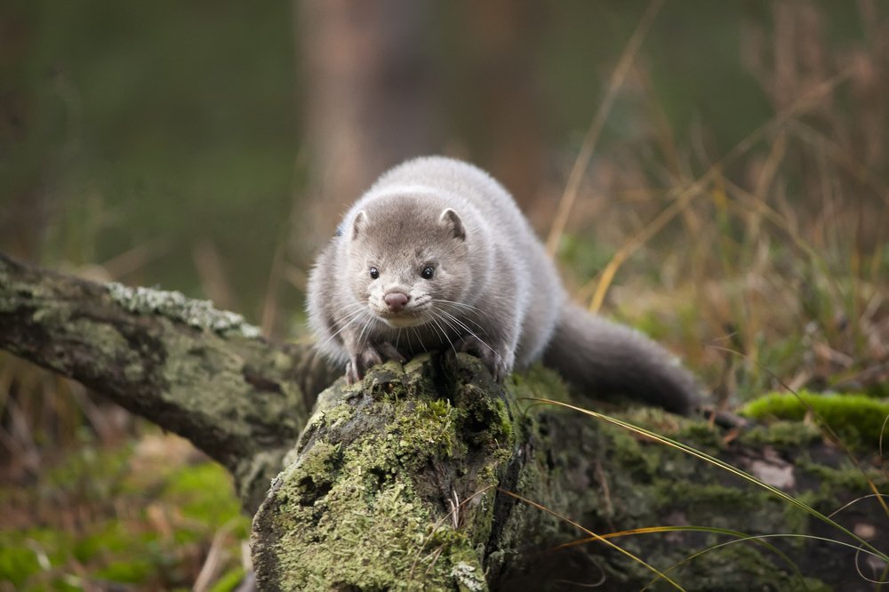 Photograph by Александра Савельева