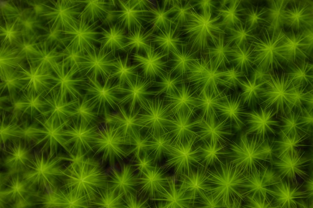 Photograph by Maria Tripoten