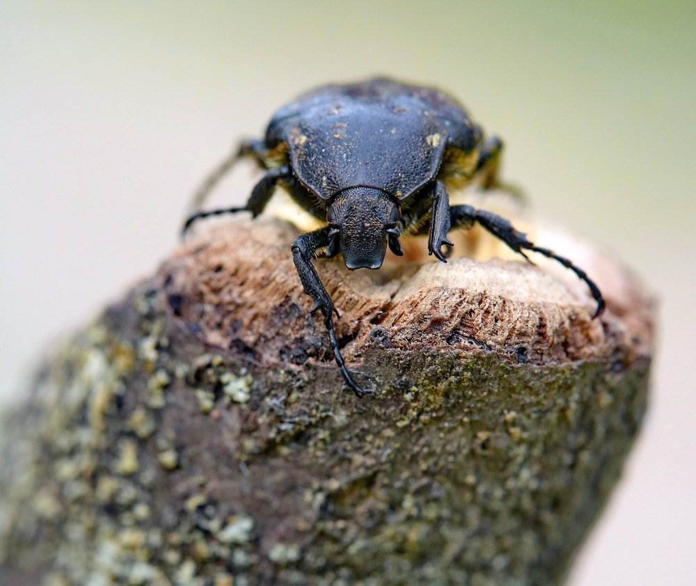 Photograph by Игорь Осипов