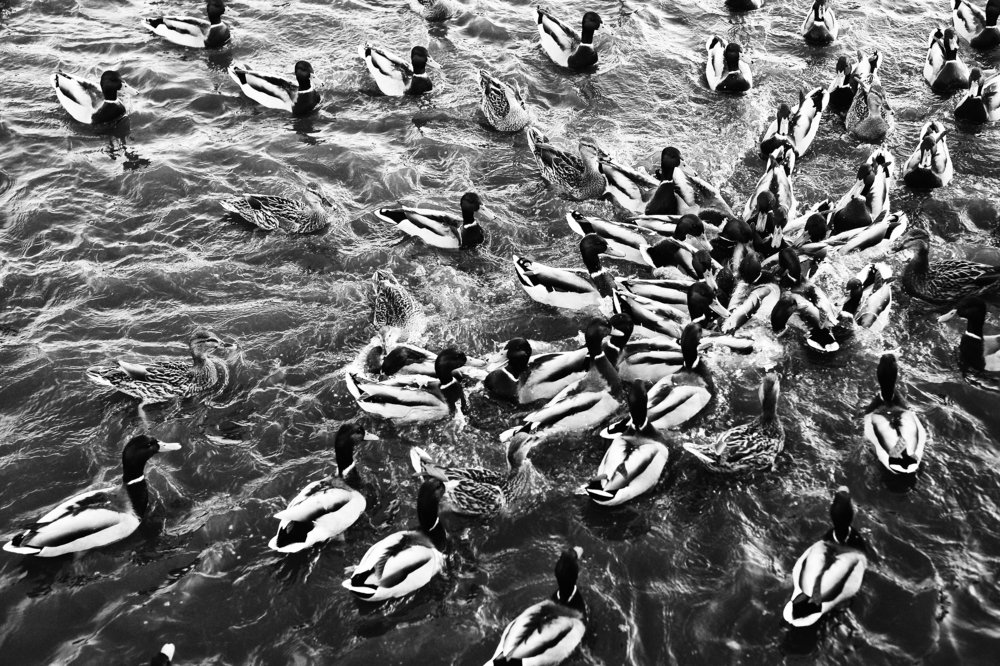 Photograph by Ирина Хожаинова