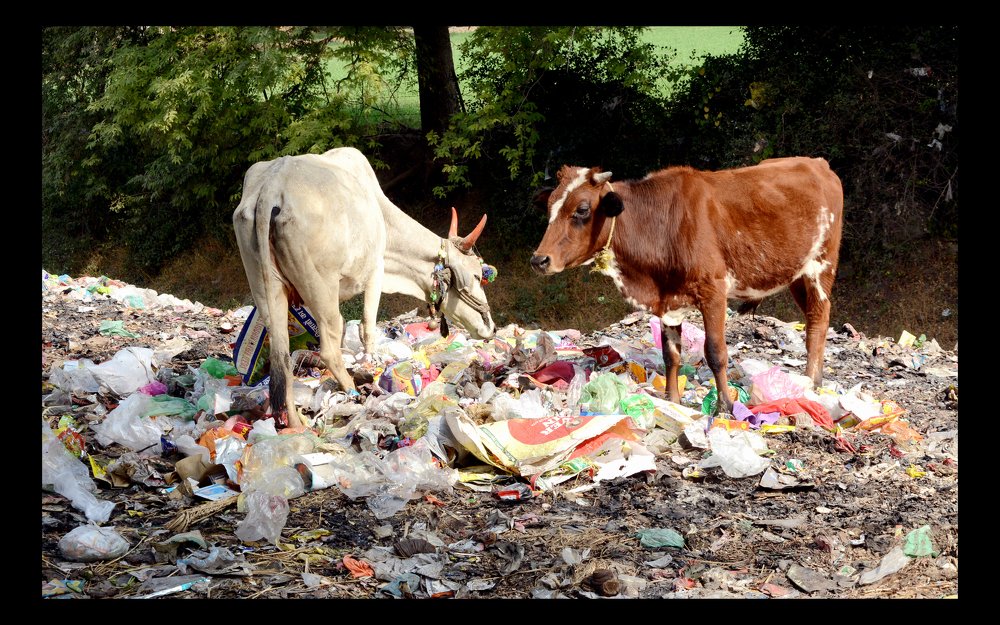 Photograph by DILIP BHALERAO