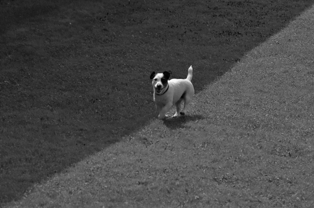 «Белый бим чёрное ухо .»