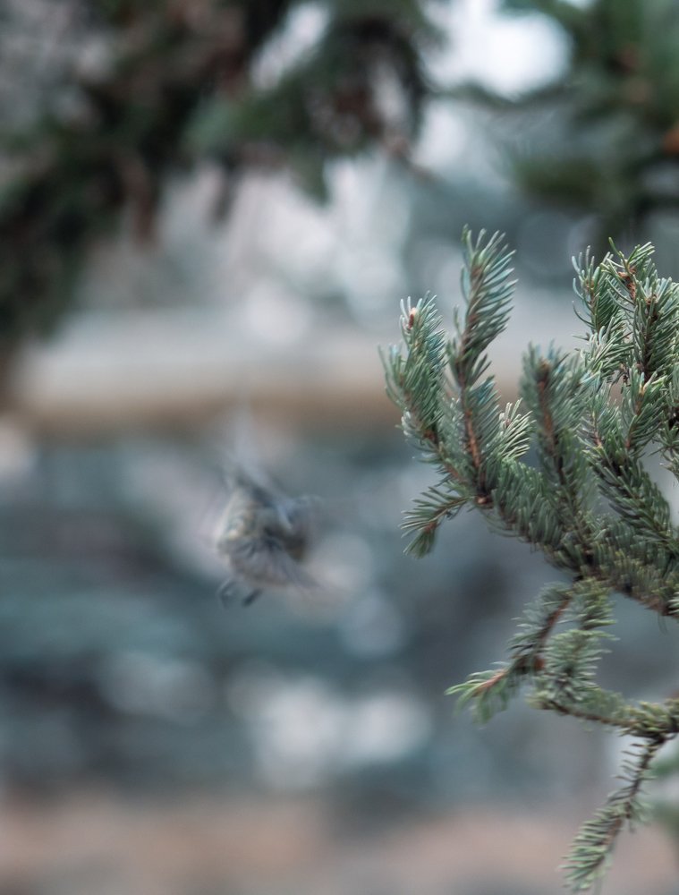 Photograph by Светлана Шибаршина