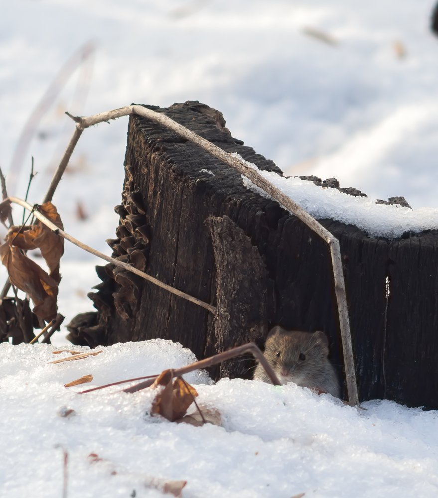 Photograph by Светлана Шибаршина