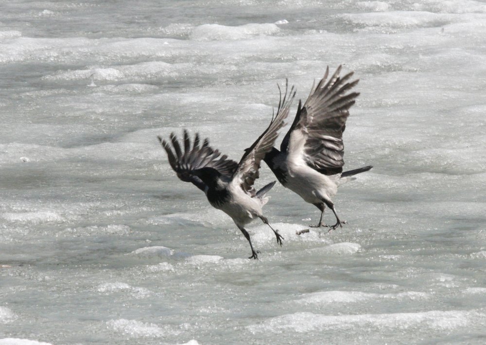 балет на льду