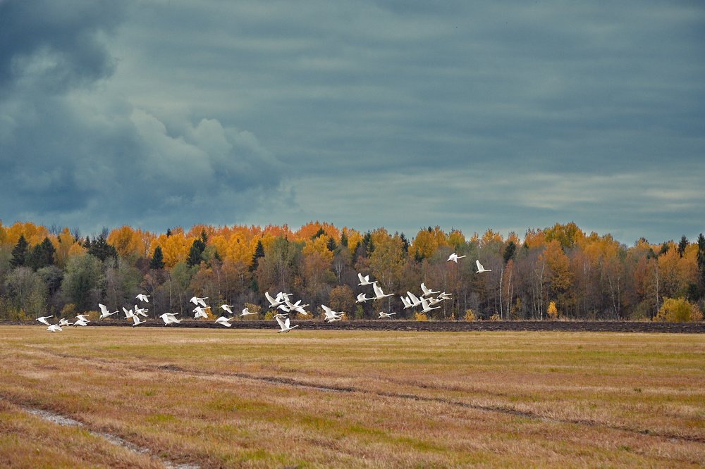 Photograph by Александр Лайкачев