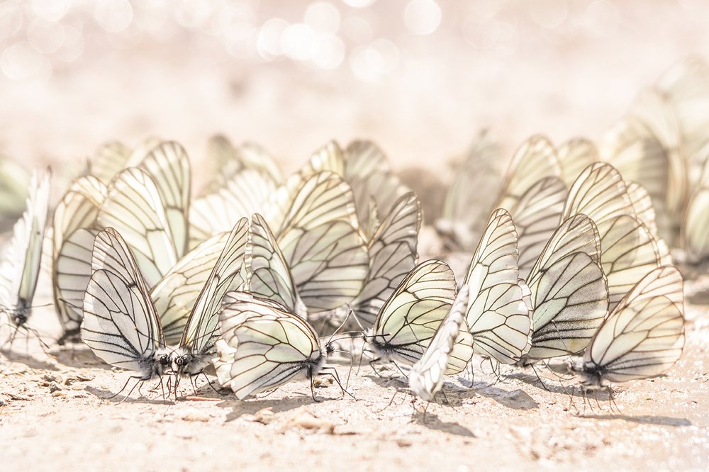 Бал бабочек