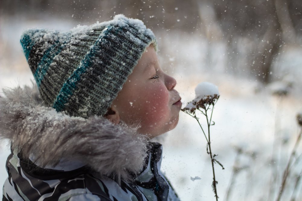 Зимний одуванчик