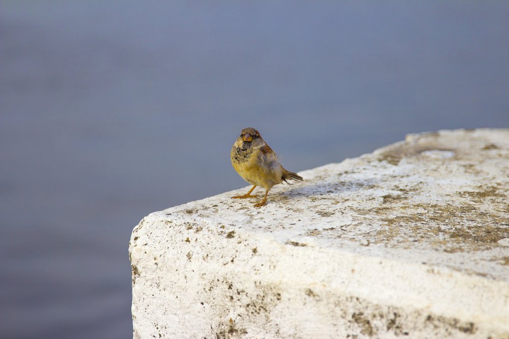 Photograph by Светлана Паренкова