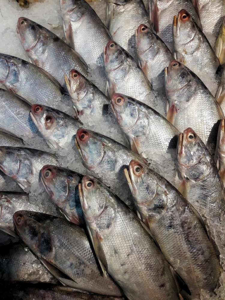 Photograph by  Reza Mohammadi