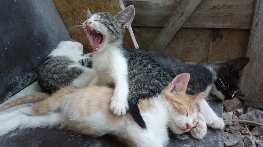 Photo #4027226