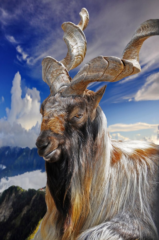 Винторогий гипнотизер