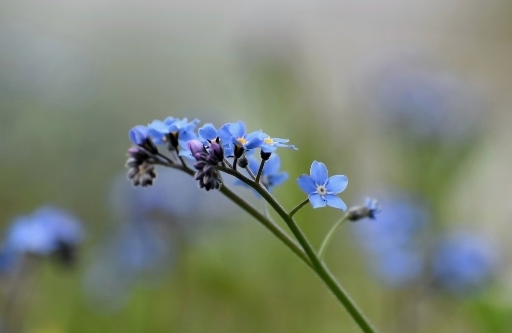 Photograph by Елена Василева