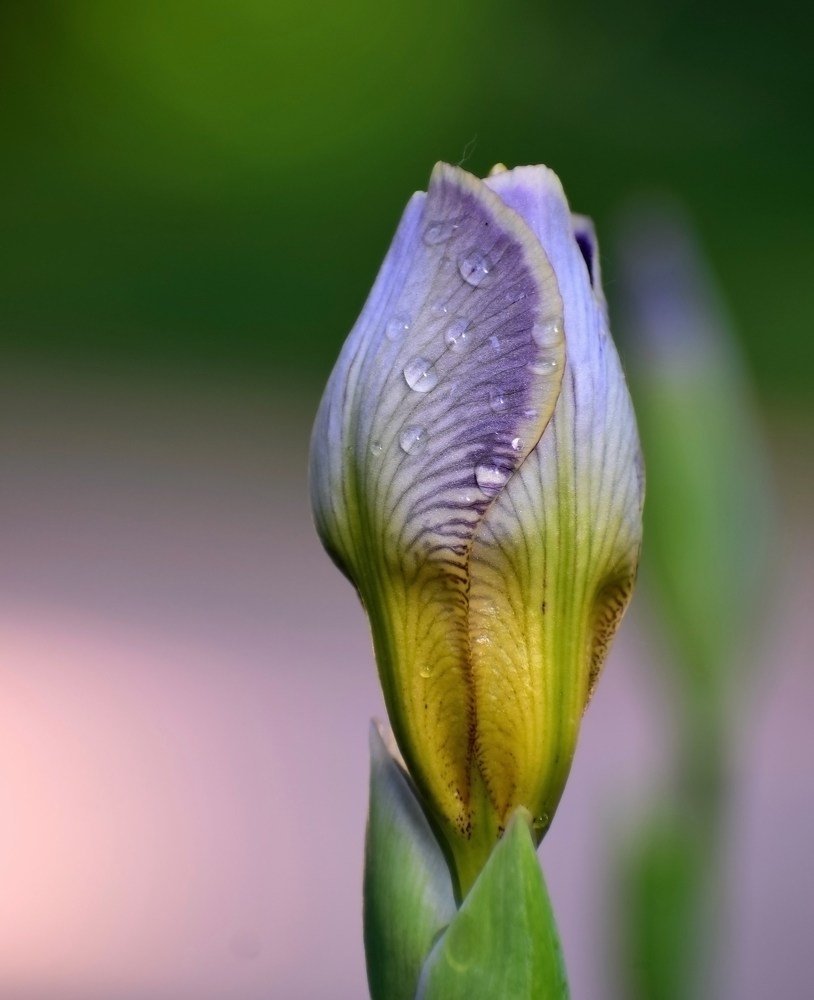 Photograph by Елена Василева