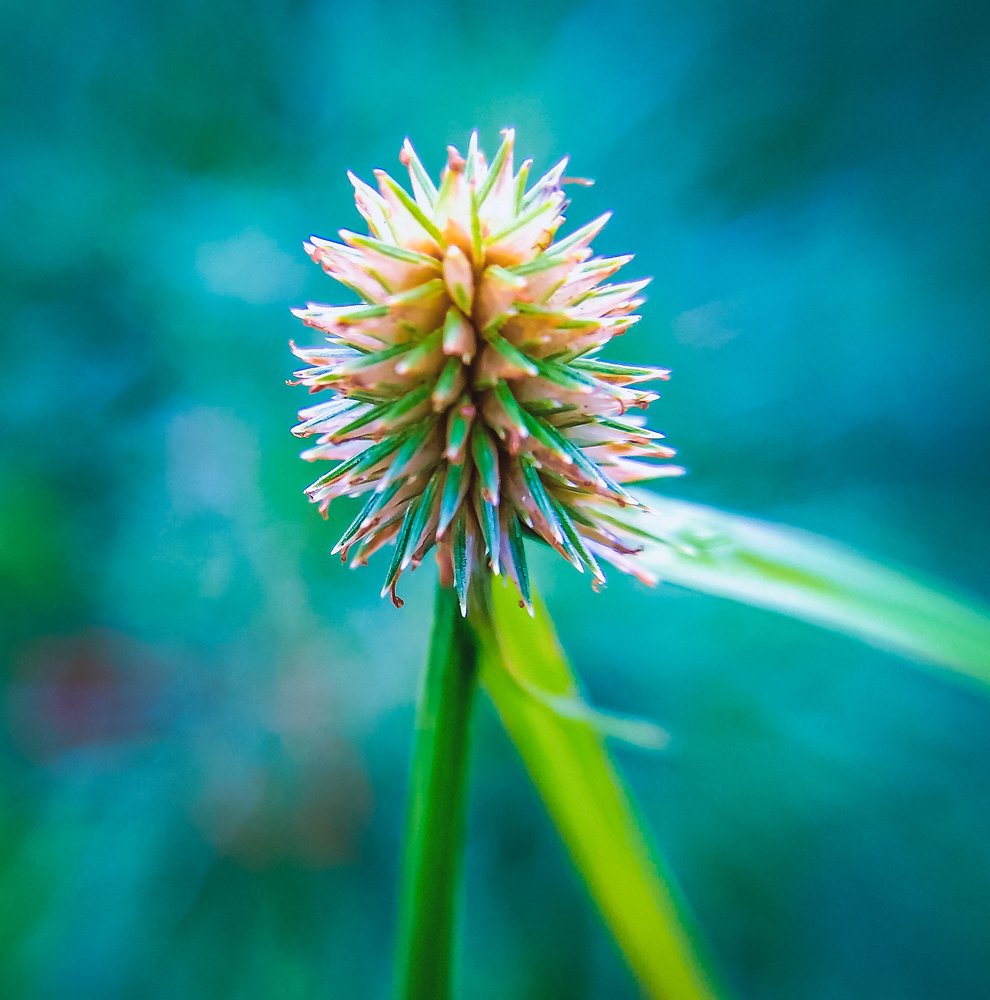 Photograph by Ranjit Mondal