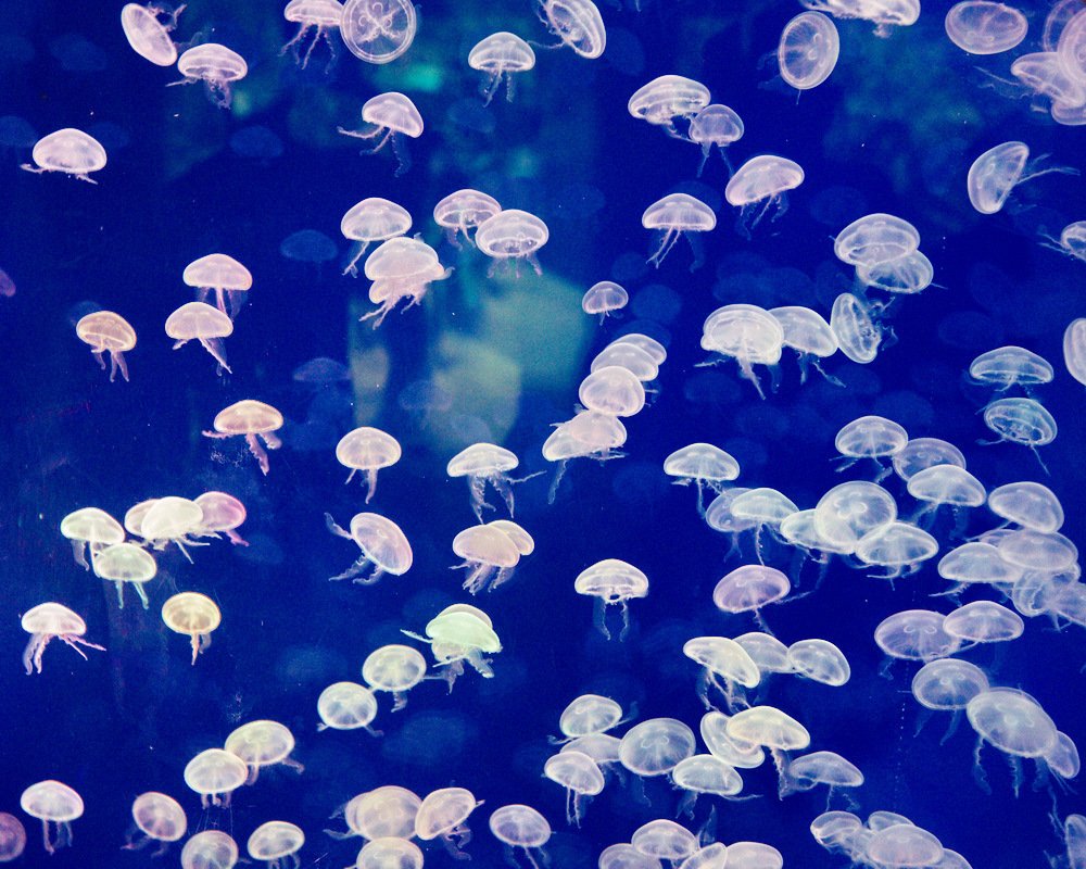 Photograph by Людмила Ефремова