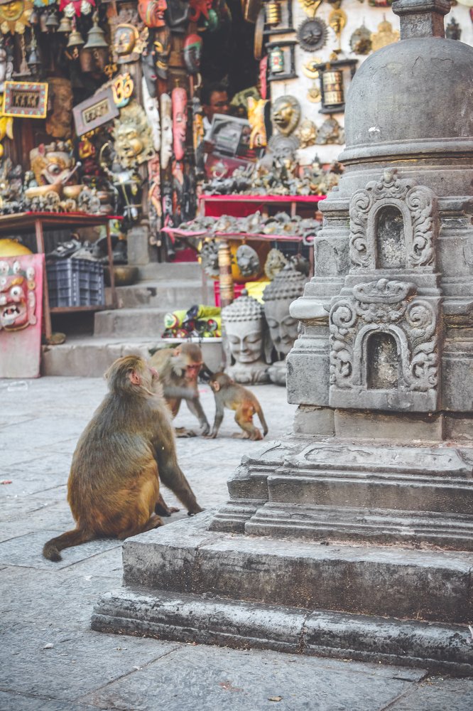 Macaque monkeys at Swayambhunath Stupa (The Monkey Temple)