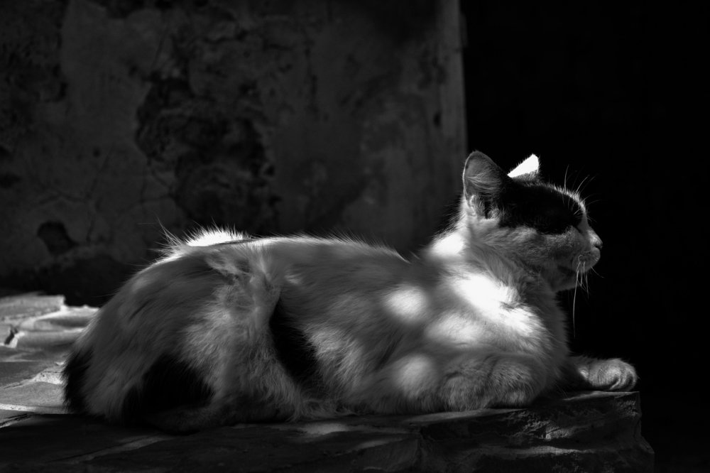 Photograph by Анна Милёшина