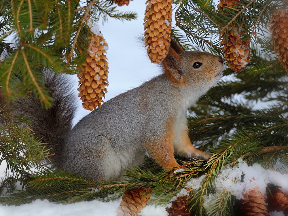 В зимнем лесу