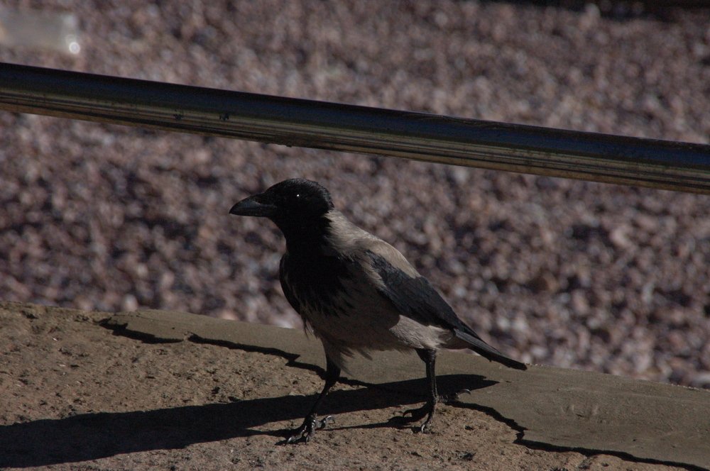 Photograph by Амалия Ильенко