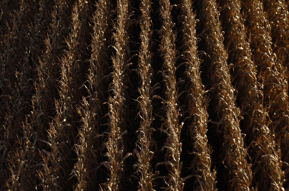 Photograph by Амалия Ильенко