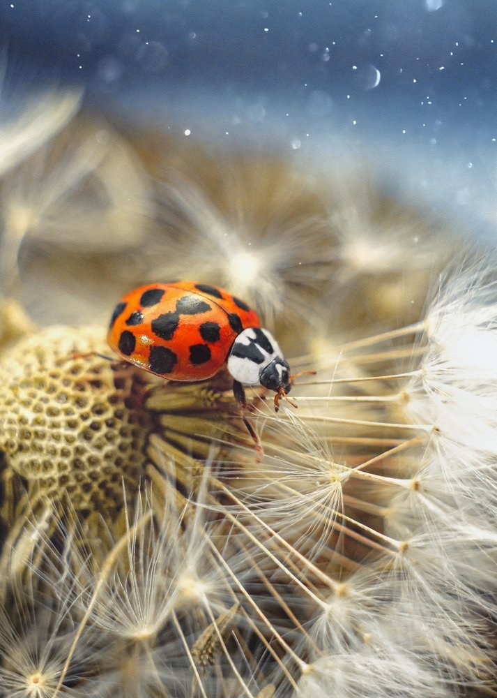 Photograph by Евгений Горланов