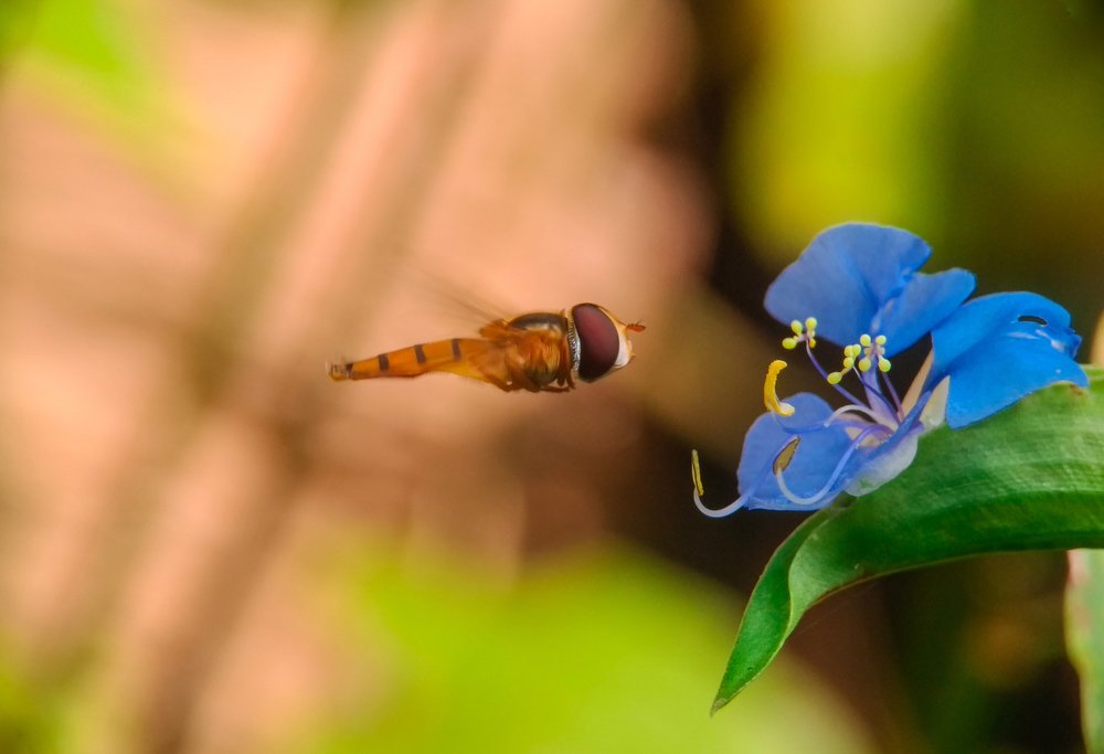 Photograph by Bistupada Mondal