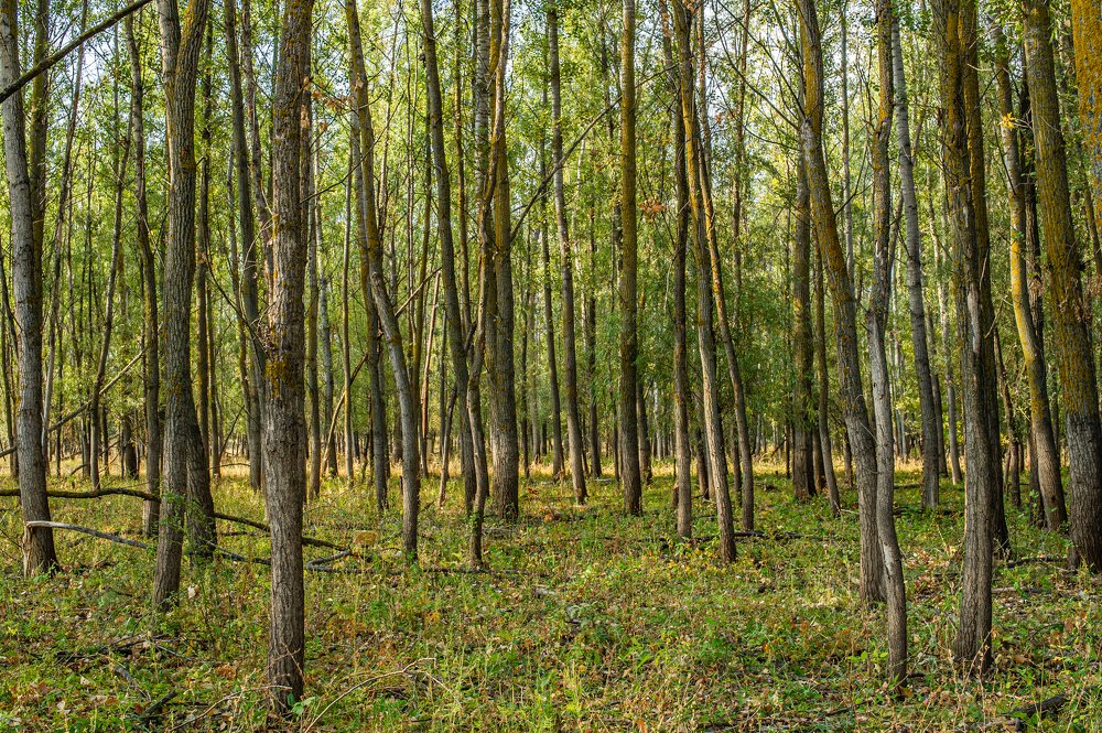 Photograph by Роман Васильев