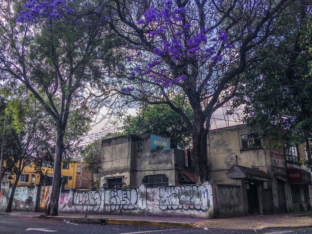 Фотография автора Armando Angulo