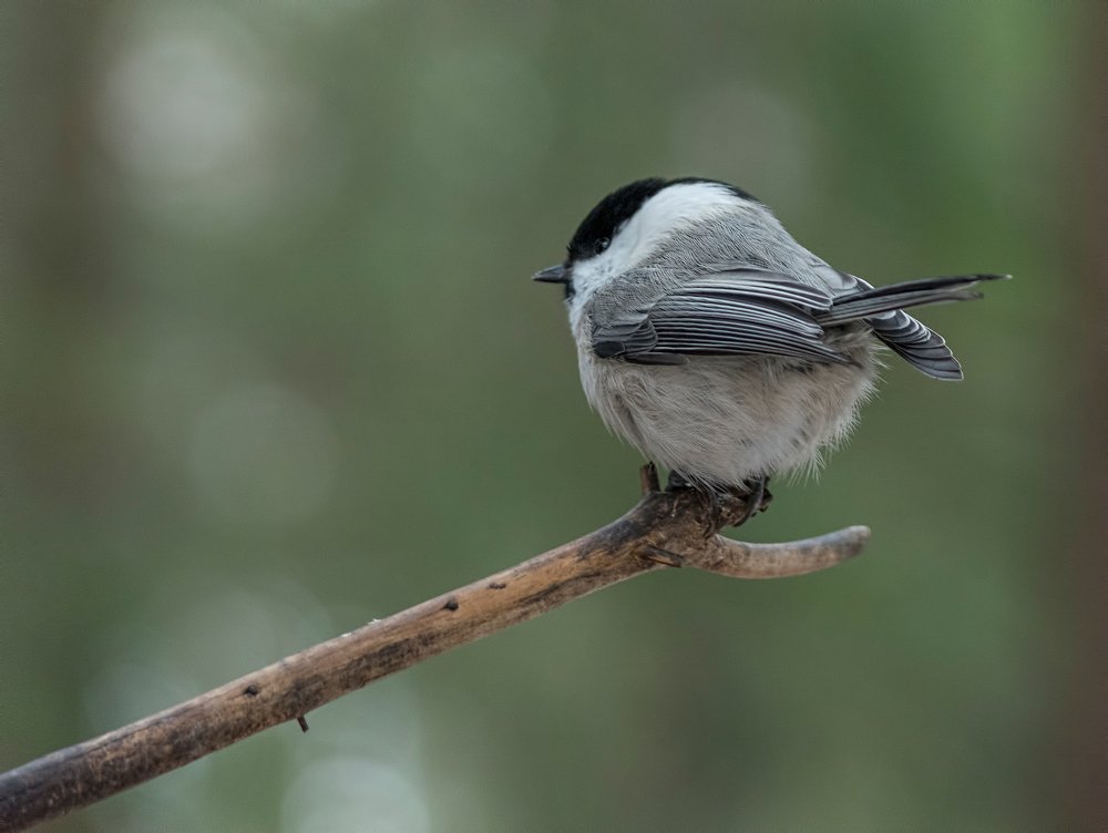 Photograph by Subway
